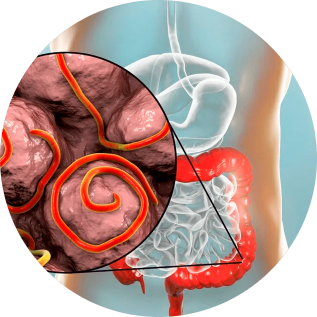 Gastrointestinalni trakt i paraziti